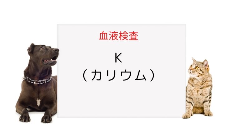 犬猫の血液検査 K（カリウム）｜犬と猫の緩和ケア
