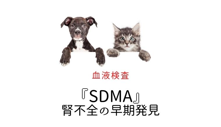 犬猫　SDMA