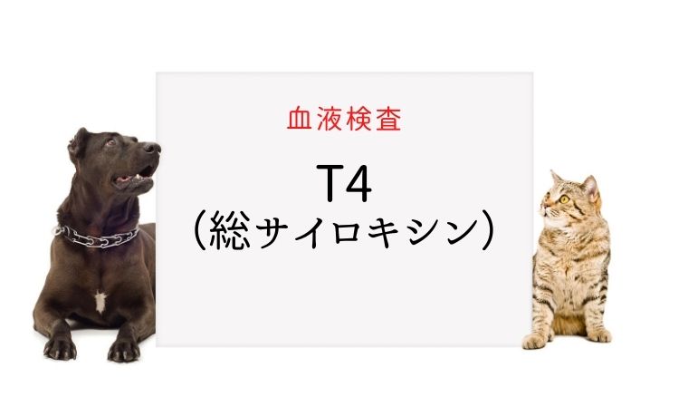 犬猫　T4（総サイロキシン）
