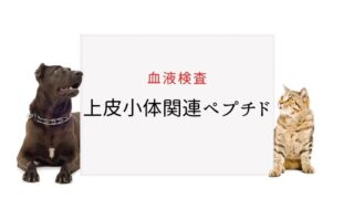 犬猫　PTHrP（上皮小体関連ペプチド）