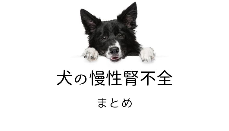 犬の慢性腎不全 慢性腎臓病 Ckd まとめ 犬と猫の緩和ケア