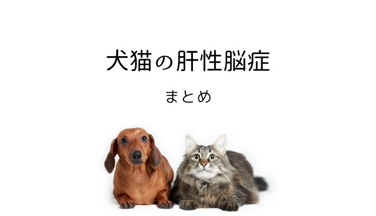 犬猫の肝性脳症 まとめ 犬と猫の緩和ケア