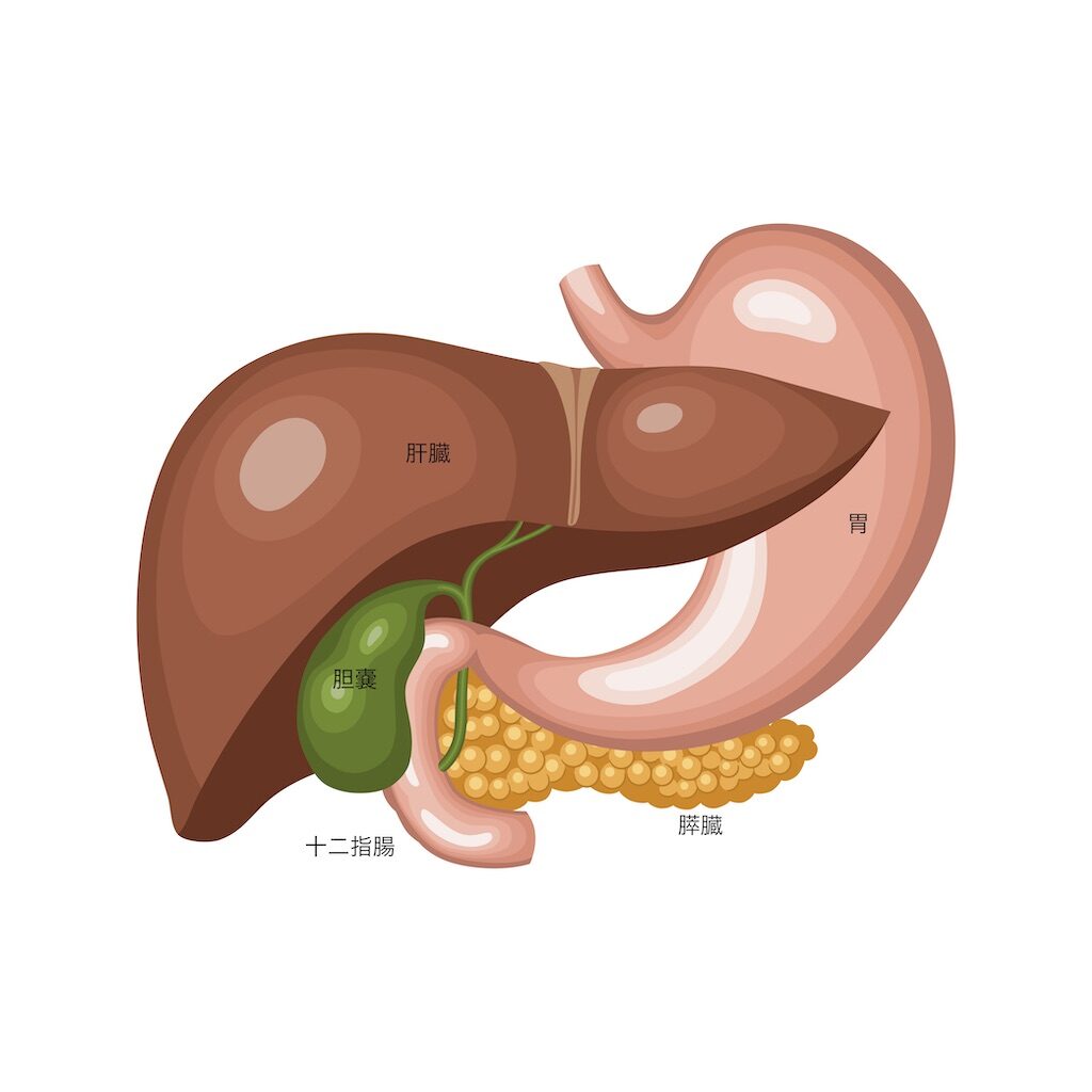 肝臓、胆嚢、胃、十二指腸、膵臓の模式図