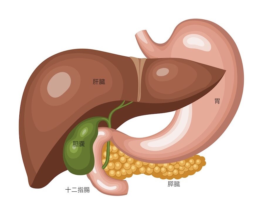 膵臓機能不全とは何ですか?