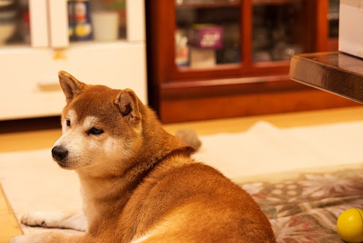 歳をとった柴犬