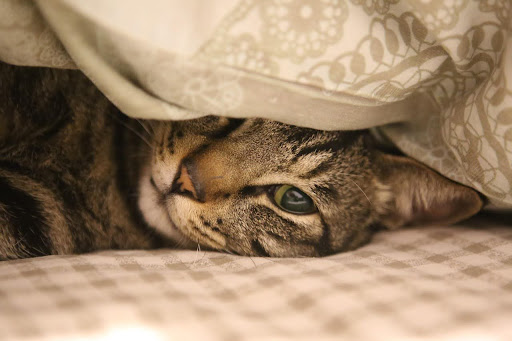 布団の下から見えているキジトラ猫