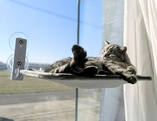 窓にベッドを貼り付けて寝ている猫
