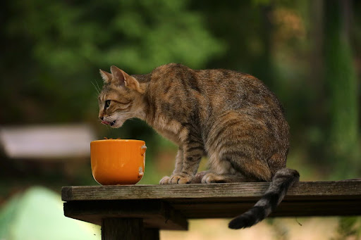 外でご飯を食べる猫