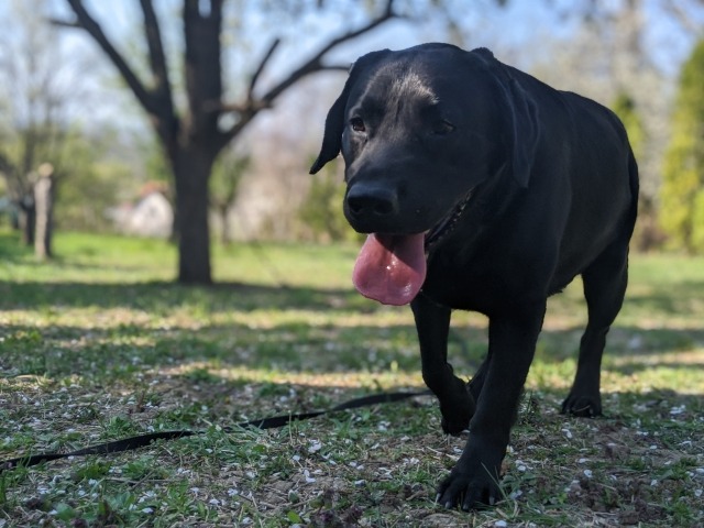 舌を出しながら外を歩く犬