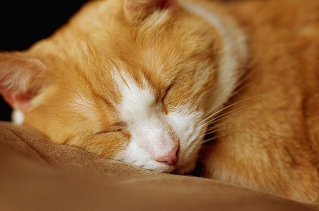 クッションに頭をうずめて眠る猫