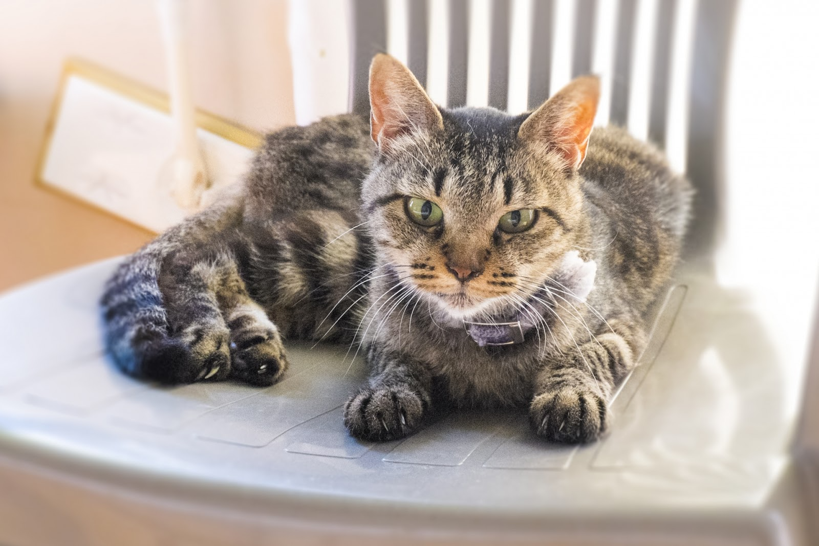椅子の上で寝そべる猫