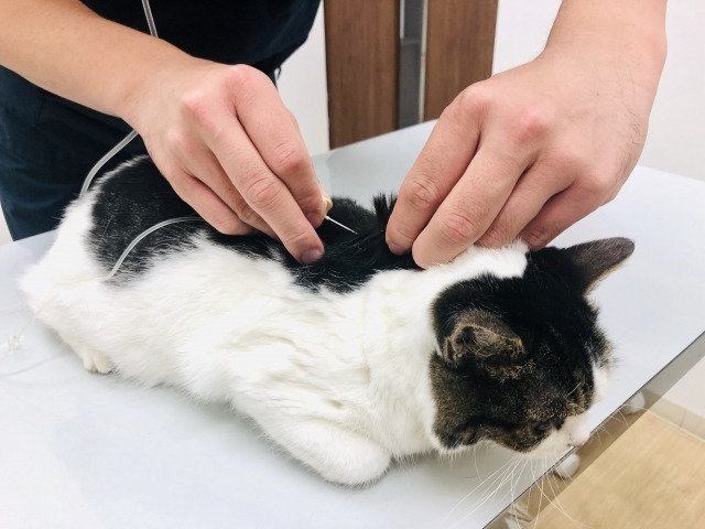 診察台で皮下点滴を受けている猫