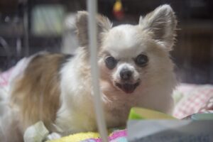 酸素室に入っているチワワ