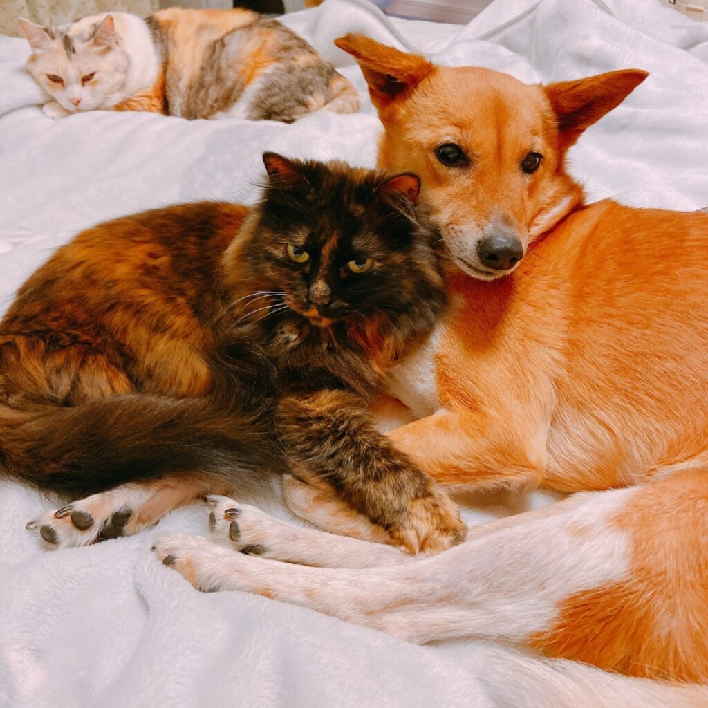 ベッドで横になる犬と猫