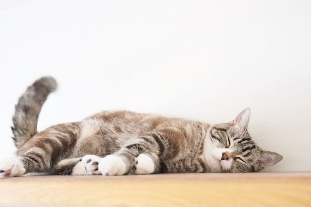 机の上で寝転がる猫