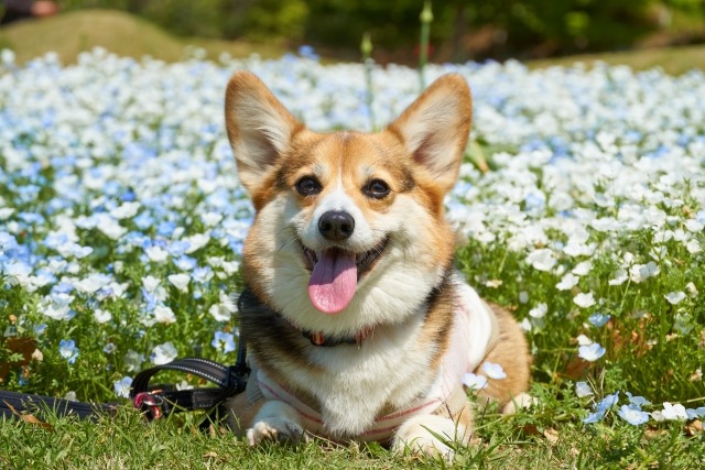 花畑で伏せるコーギー