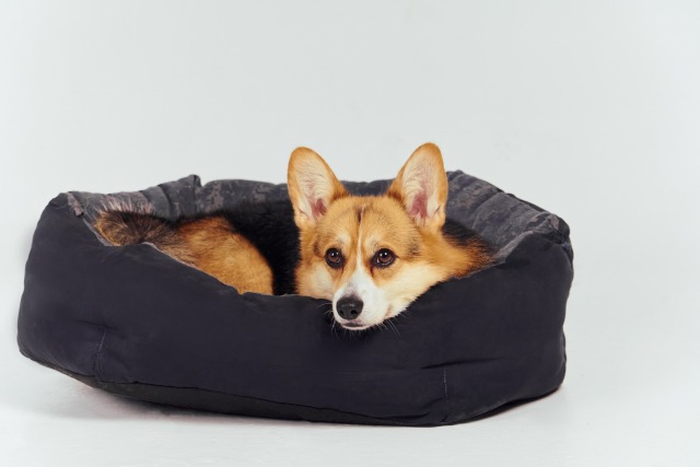 クッションに丸まって寝る犬