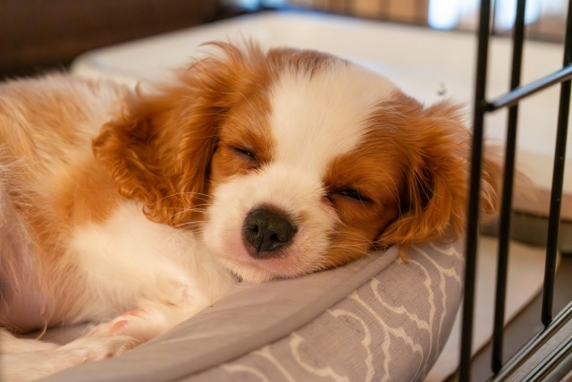 ケージの中のペット用ベッドで寝る犬