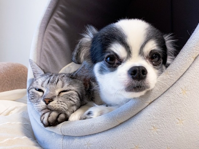 同じペットベッドに入る犬と猫