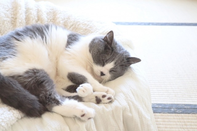 畳の上のベッドで寝る猫