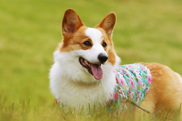 芝生で遠くを見るコーギー