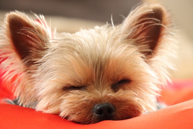 クッションに顎を乗せて眠る犬