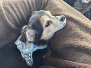 クッションに包まる犬