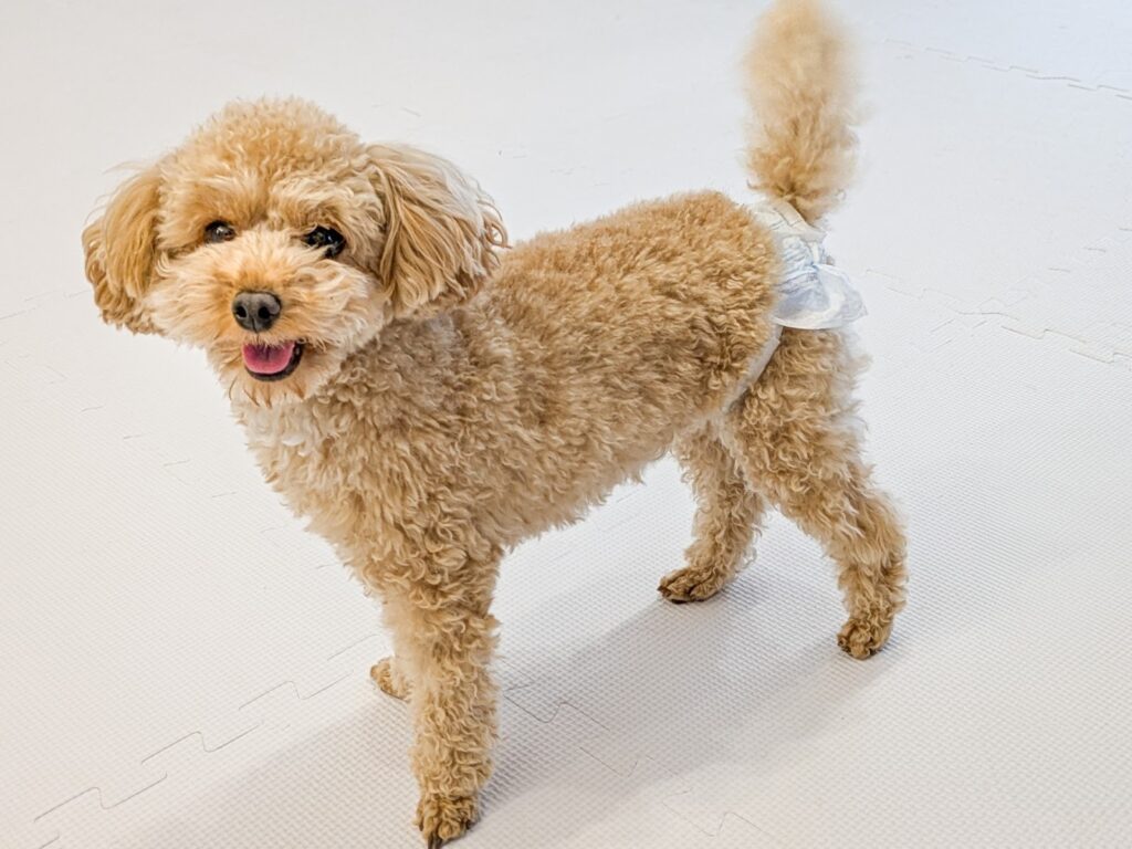 おむつを履いたトイプードル