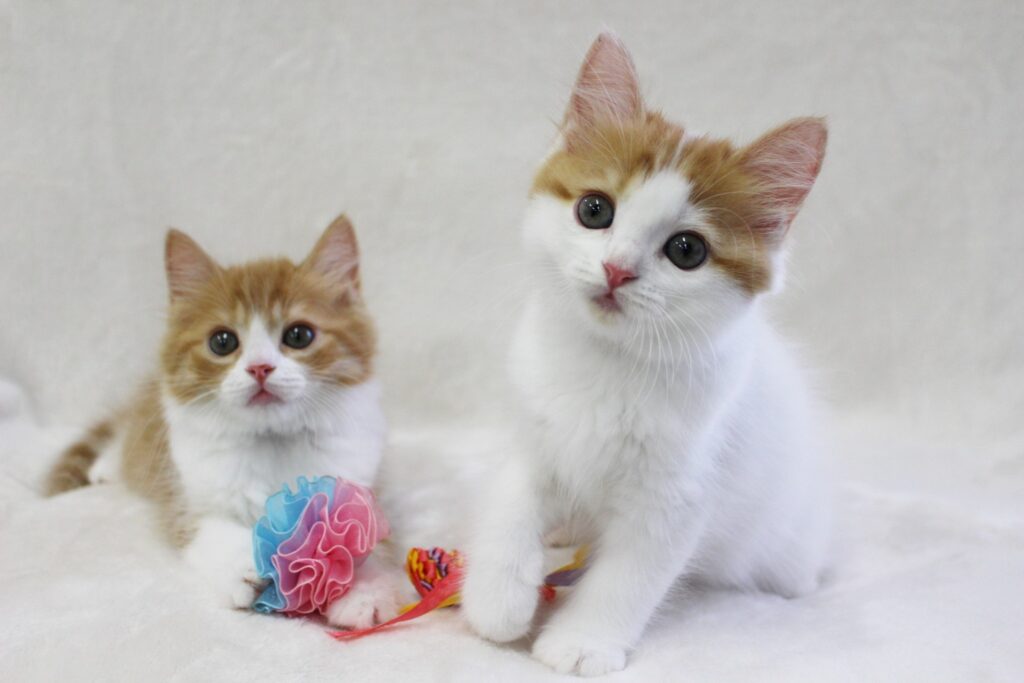 スコティッシュフォールドの子猫