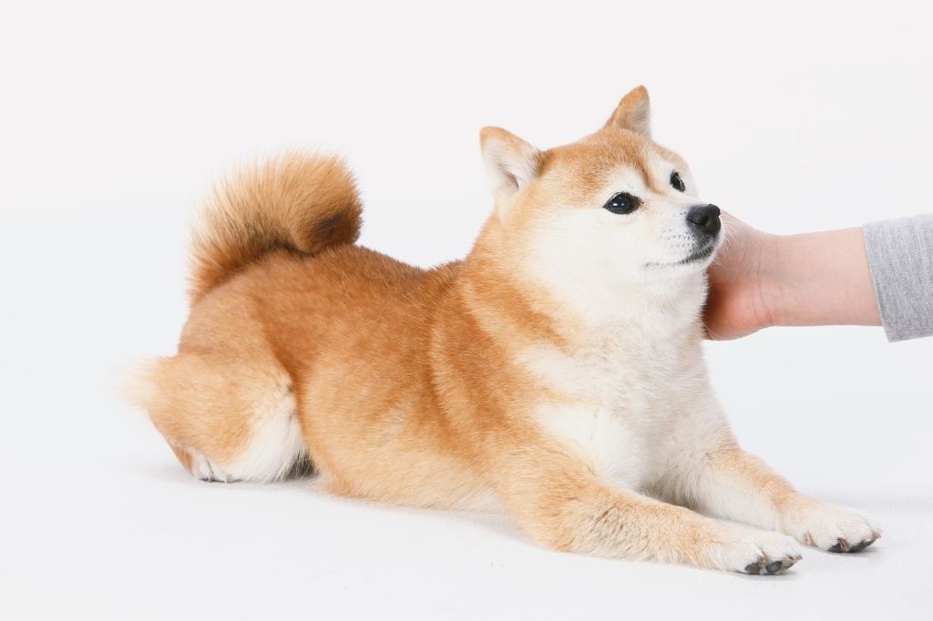 体を撫でられる柴犬