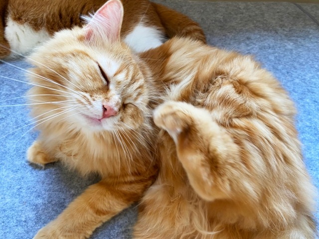 顔を足でかく猫