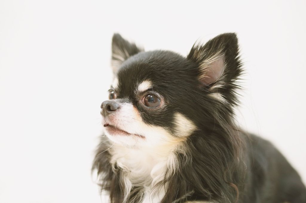 遠くを見つめるチワワ