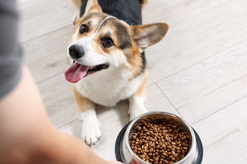餌を前に待てをする犬