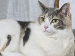 キャットタワーで横たわる猫