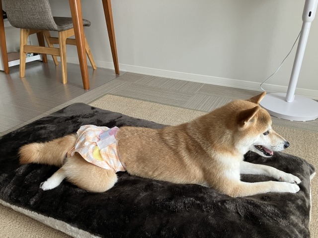 おむつをして伏せる柴犬