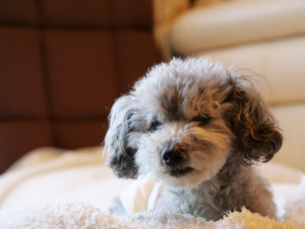 ラグで寝そべる犬