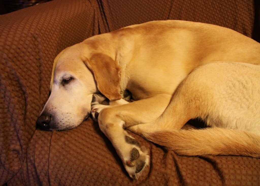 ソファで横になるラブラドールレトリバー