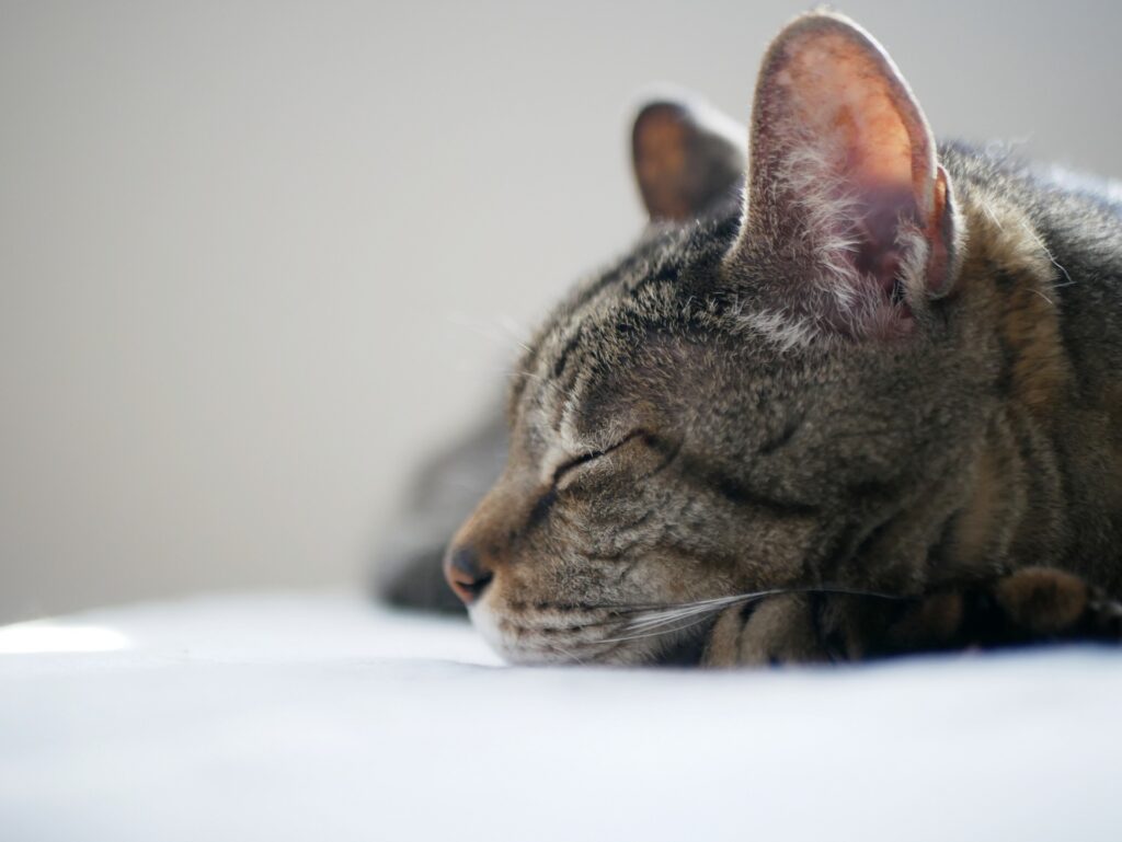 ベッドで眠る猫