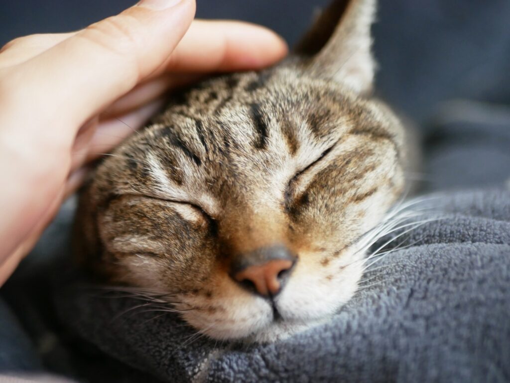顔を撫でられる猫