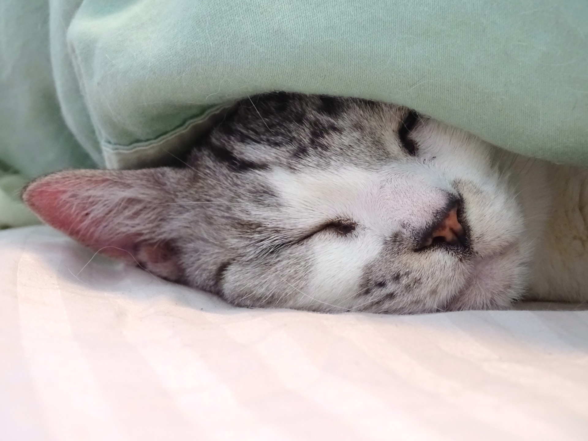 毛布に潜って眠る猫