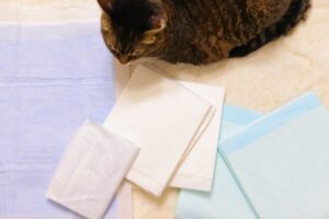 ペットシーツの横に座る猫