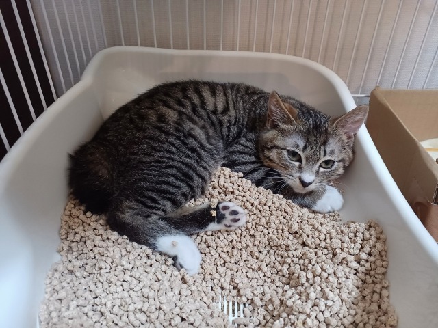 猫トイレの中で眠る猫