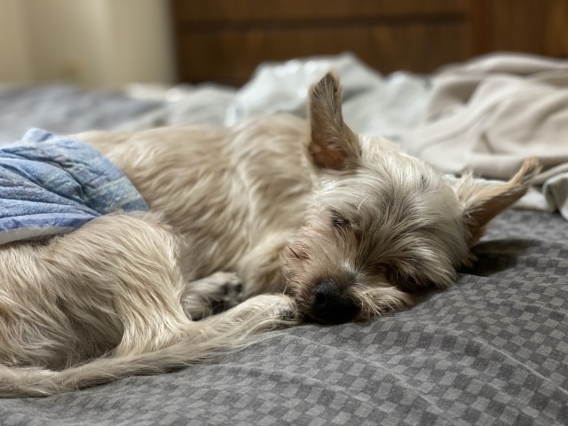 布団で横になる老犬