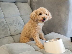 ソファで餌を食べる犬