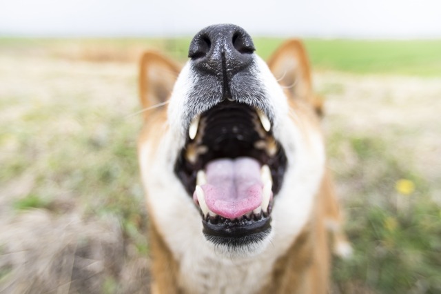 口を大きく開ける柴犬