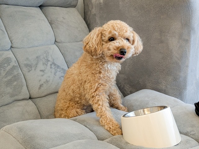 ソファで餌を食べる犬