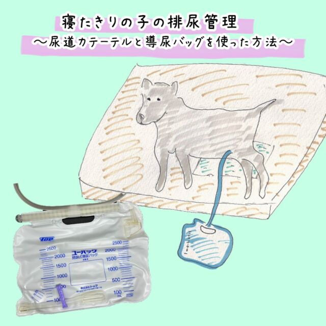 犬猫の輸血のリスク〝輸血副反応〟｜リスクの予防方法について獣